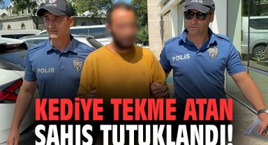 Kediye tekme atan şahıs tutuklandı!