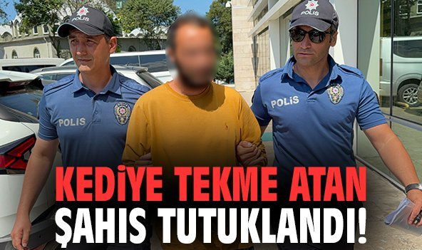 Kediye tekme atan şahıs tutuklandı!