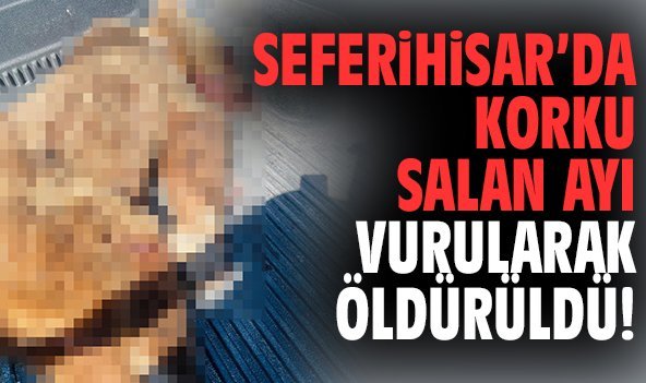 Seferihisar’da korku salan ayı vurularak öldürüldü!
