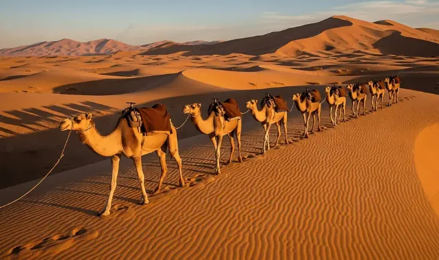 Çölün Beyaz Altını