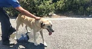 VEFEKAR POLİS YAVRULARI KAYBOLANA ANNE KÖPEĞİ KURTARDI